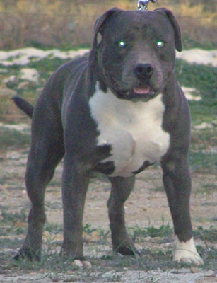 DDDawgs Skull Crusher